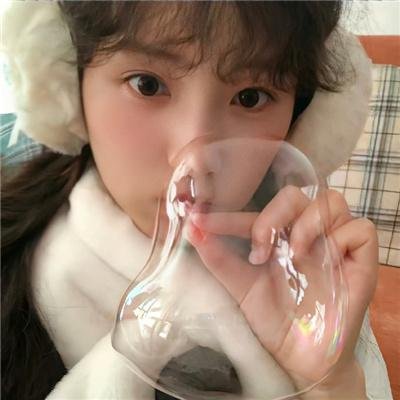 飞贼白菊花